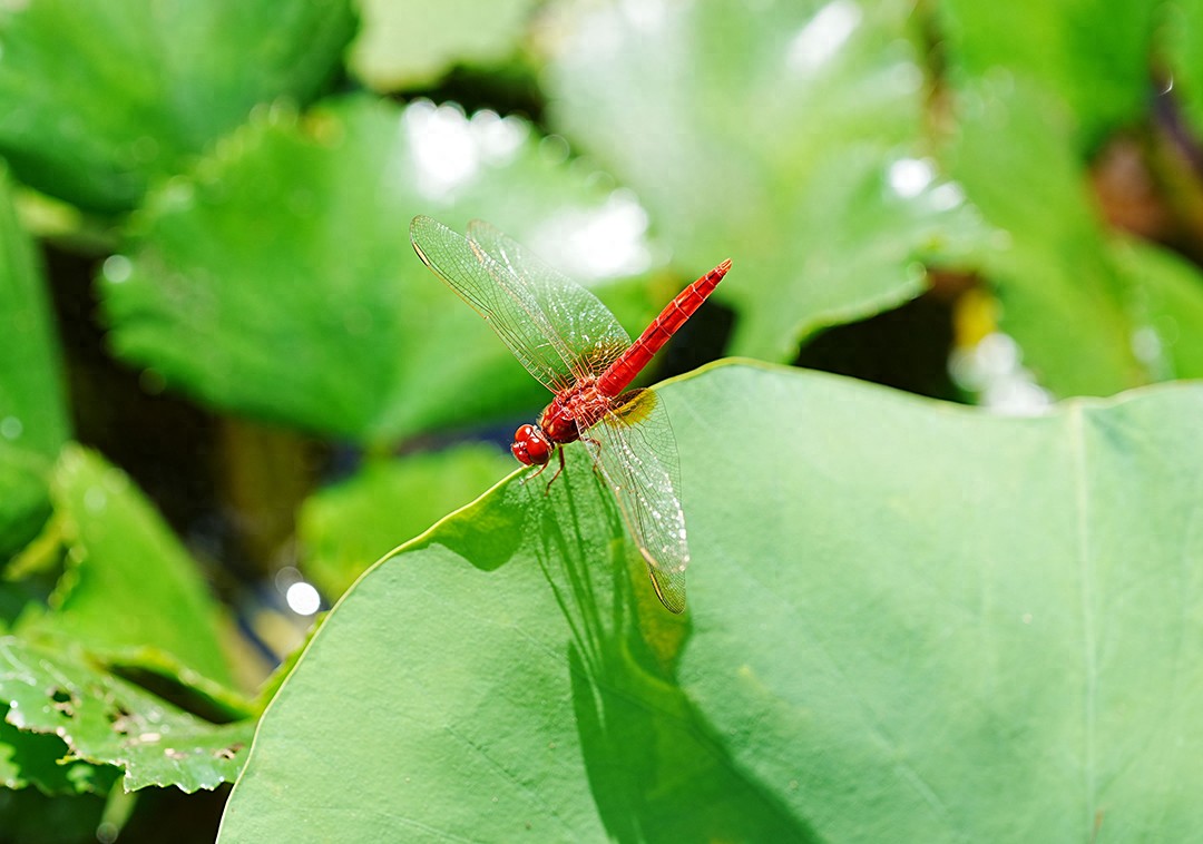 德州扑克俱乐部被指开赌场，律师当庭重构案件事实与定罪逻辑