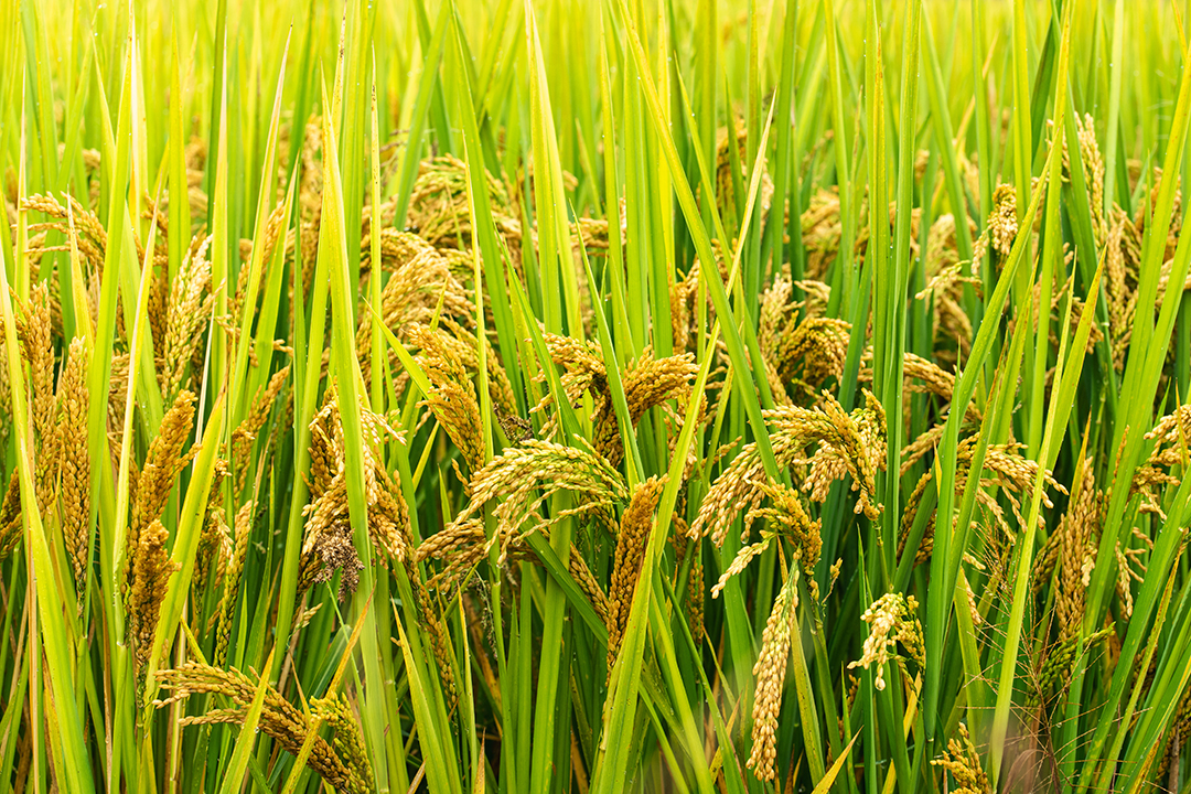 德州扑克俱乐部被指开赌场,律师当庭重构案件事实与定罪逻辑 德州扑克俱乐部被指开赌场,律师当庭重构案件事实与定罪逻辑