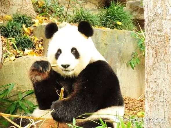 德州扑克跟注攻略及常见行动，含溜进风险等要点解析