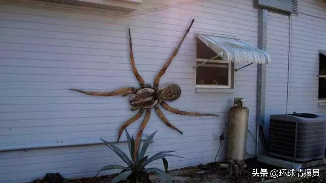 澳大利亚赌博成风！人均赌输金额最多，背后原因令人深思